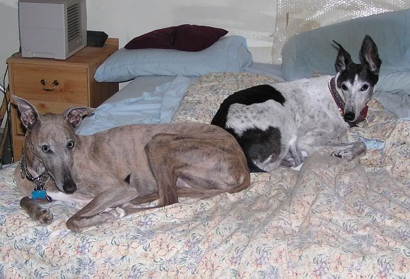 doggies.jpg