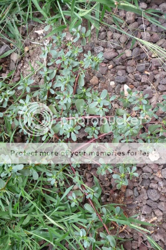 PigWeed1.jpg