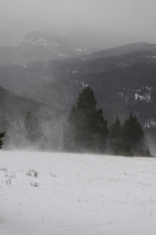 windysnow.jpg