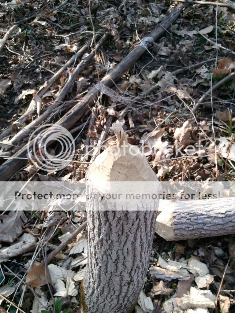2012-03-17163414.jpg