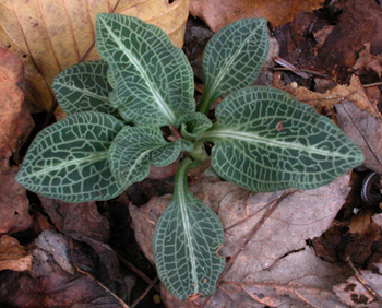RattlesnakePlantain.jpg
