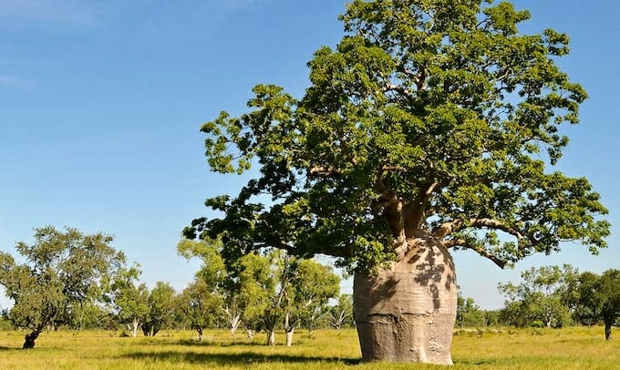 boab-tree-header-image-blog.jpg