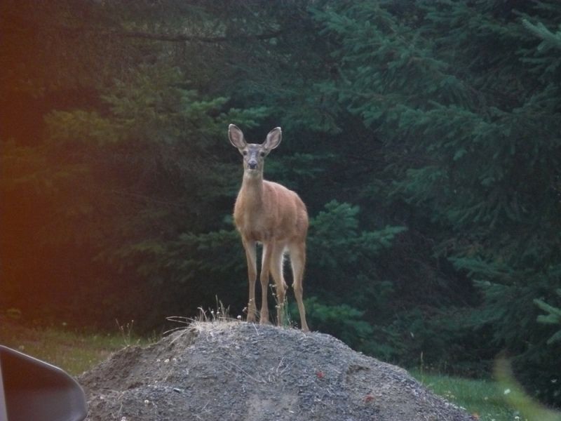 08-20-2012Deer015.jpg