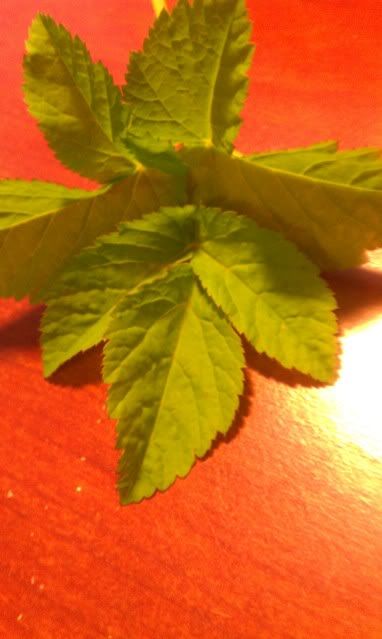 IMAG0022.jpg