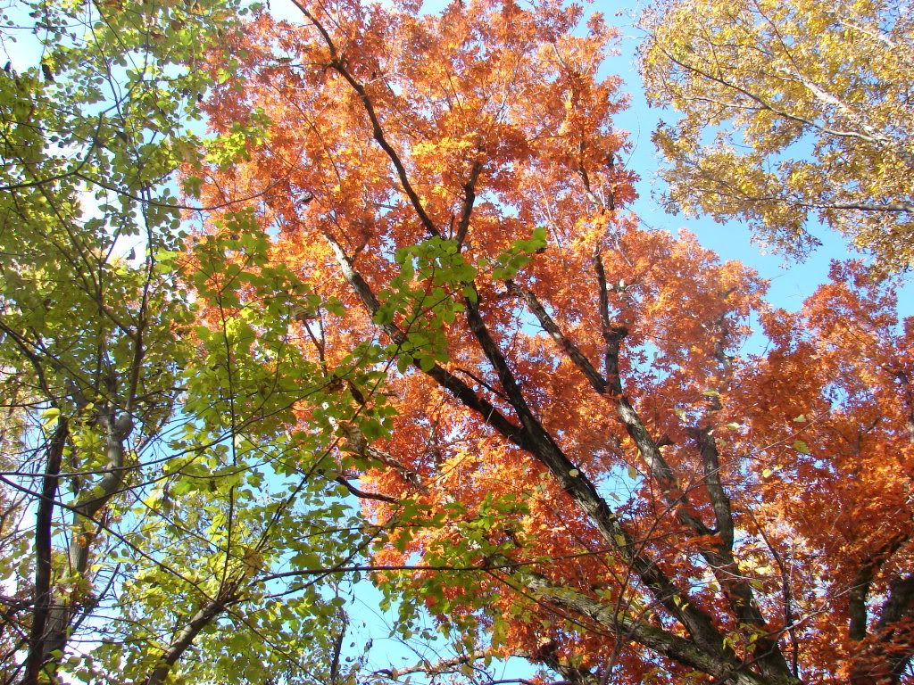 fall006.jpg
