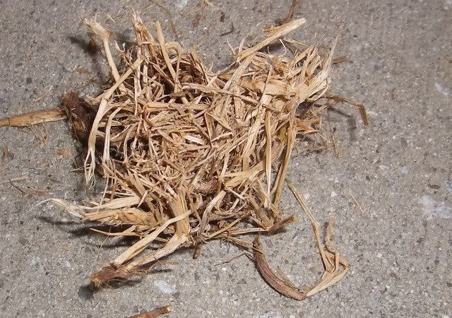 grass.jpg