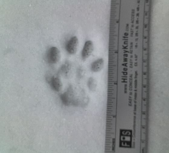 Toby_Paw1.jpg