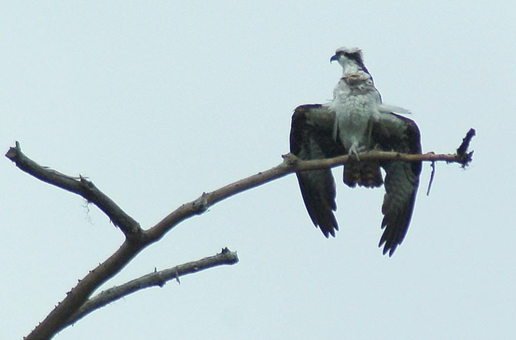 DSC_0096.jpg