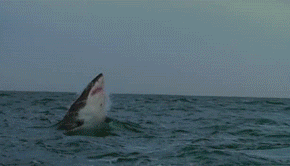 tumblr_mwkgwsjFgu1qaevm6o2_400.gif