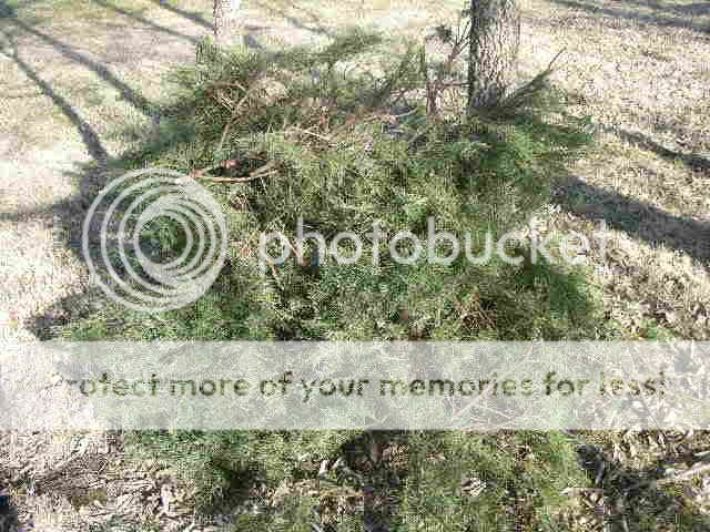ChristmasTreeShelter008.jpg
