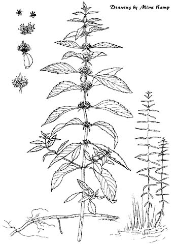 Mentha_arvensis.jpg