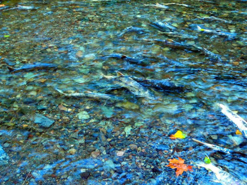 GoldStreamSalmonRun2012001.jpg