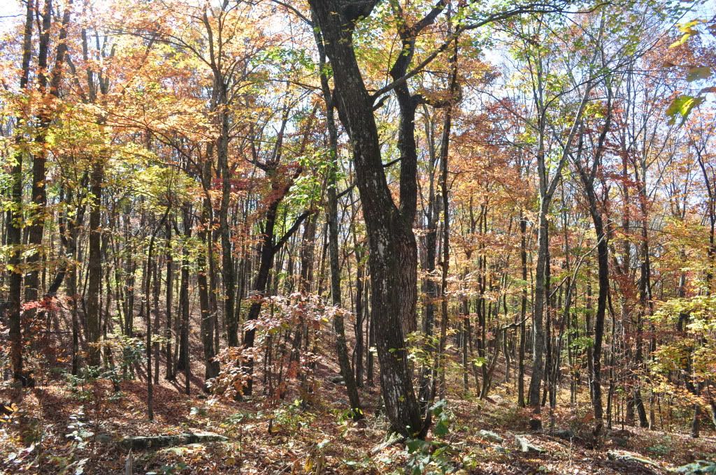 DSC_4415.jpg