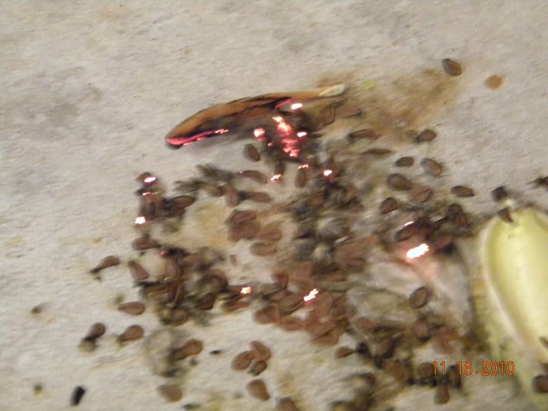 DSCN3095.jpg