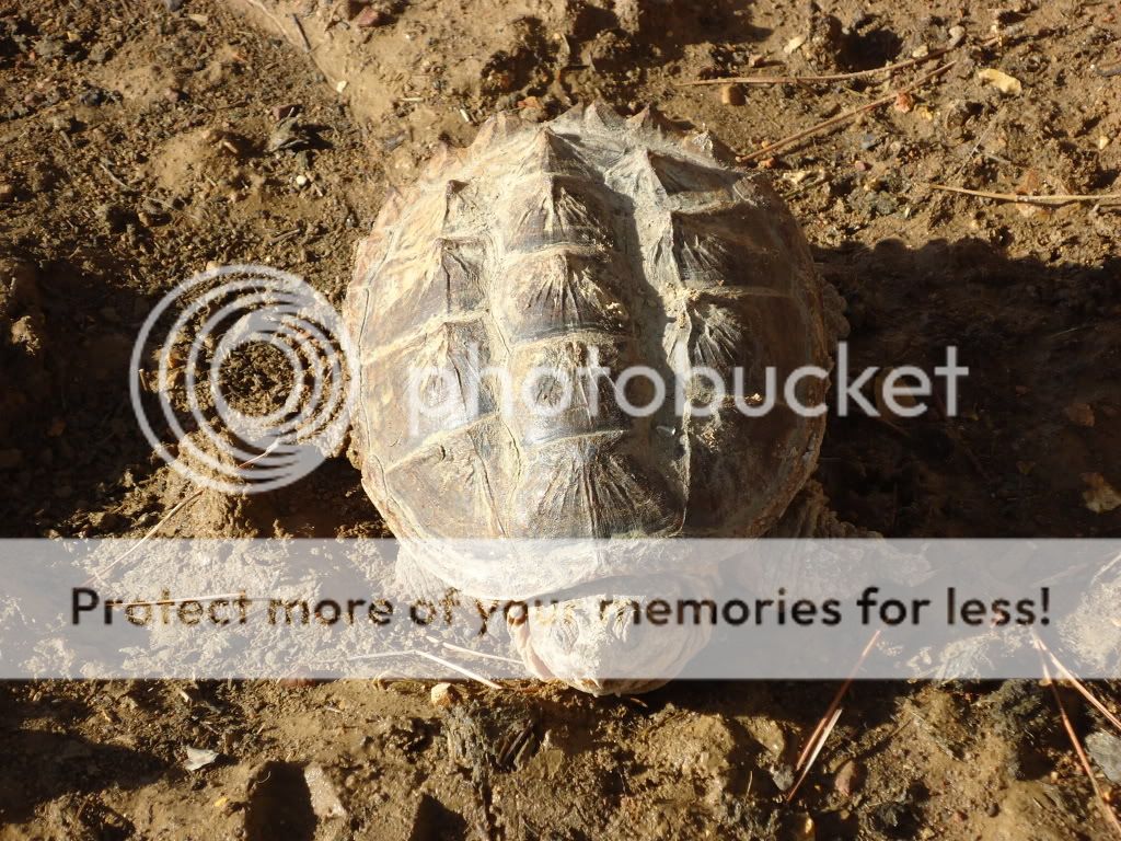 SnappingTurtle2.jpg