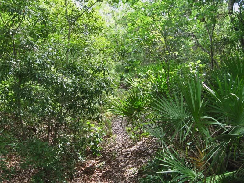 jungle005.jpg