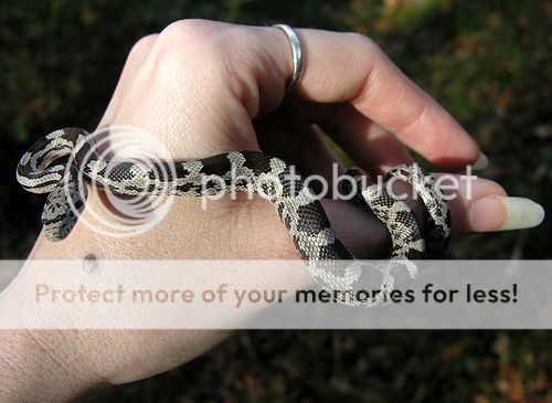 Snakehand.jpg