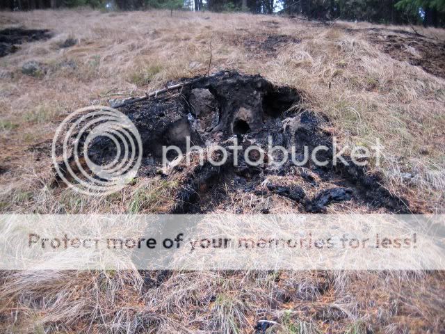 Stump.jpg