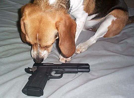 PistolBeagle.jpg