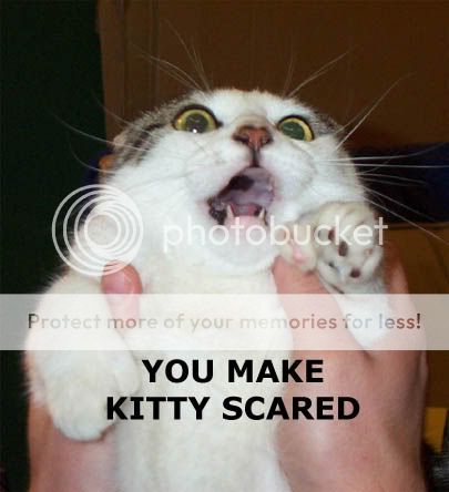 scared_kitty.jpg