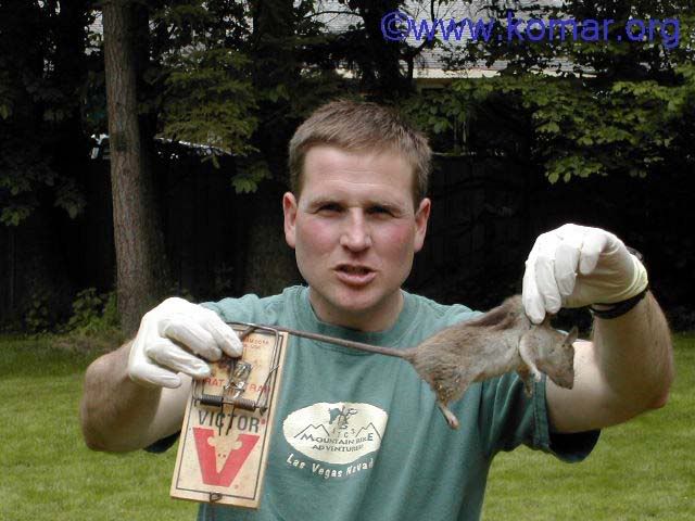 hunting_rats_6.jpg