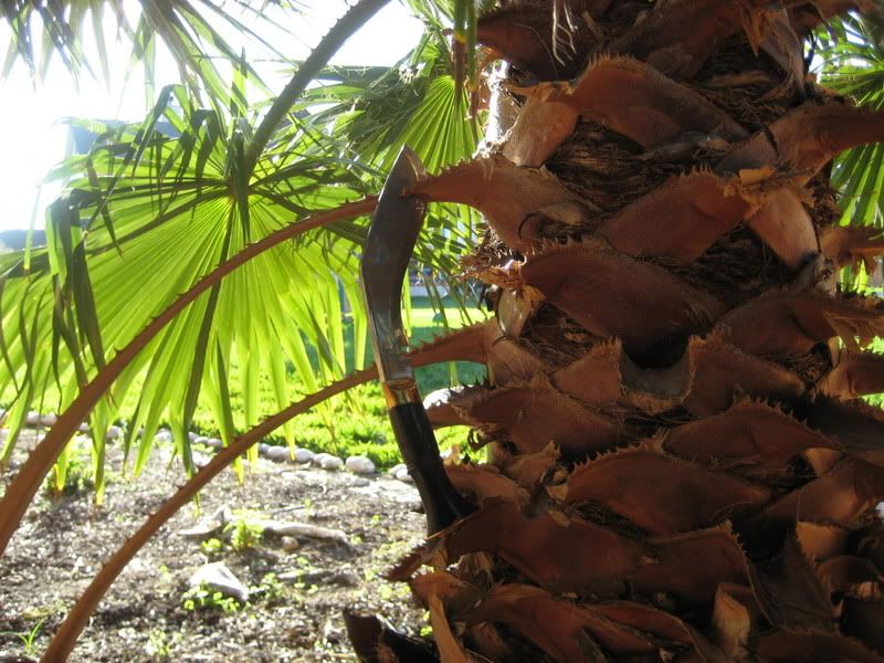 WWIIPalmTree002.jpg