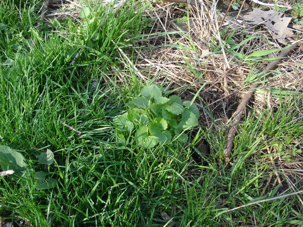 GarlicMustard-1.jpg