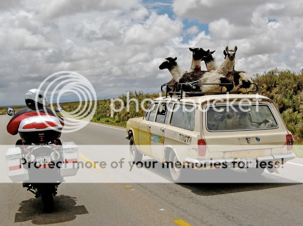 llama_car2.jpg