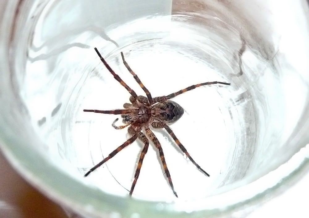 Spider-1.jpg