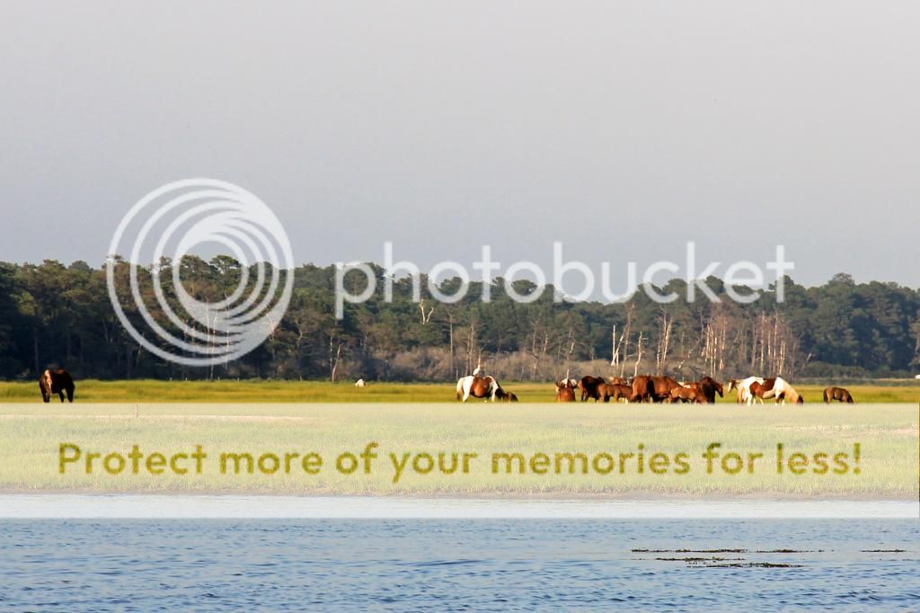 Assateague%20Ponies_zps2dk4uve3.jpg