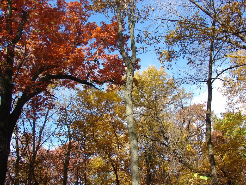 fall007.jpg