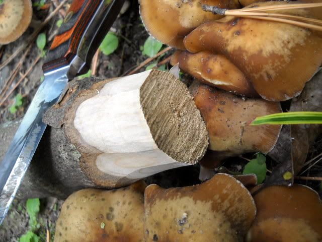 DSCN7215.jpg