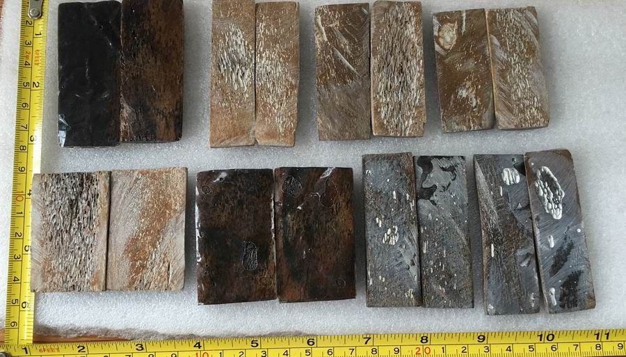 FOSSIL%20BONE%202_zpshpara5mr.jpg