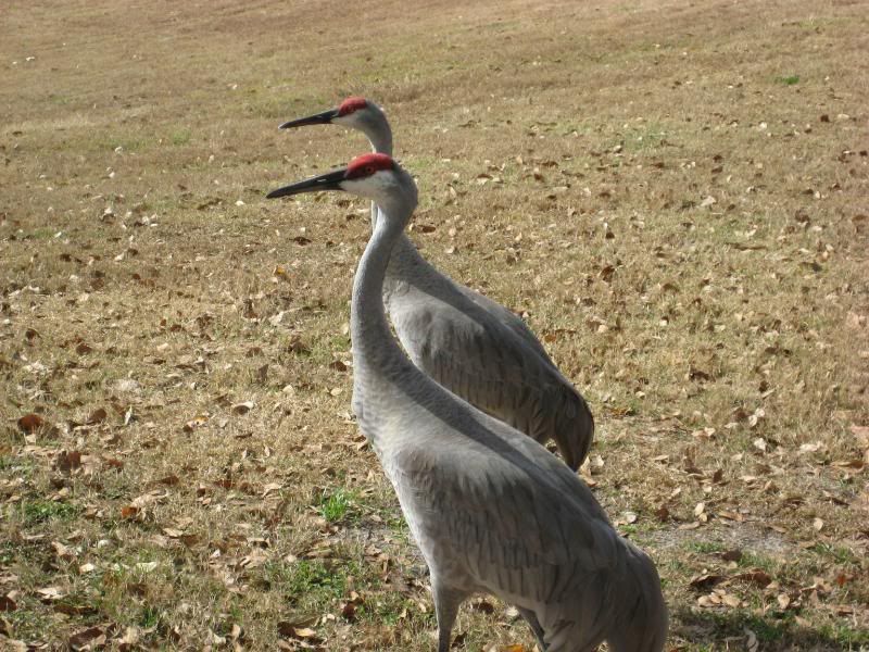 florida021.jpg
