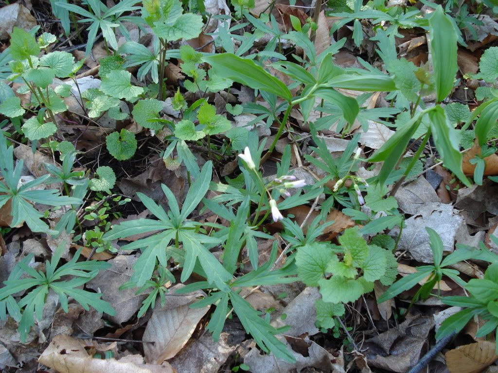 Cut-leavedToothwort.jpg