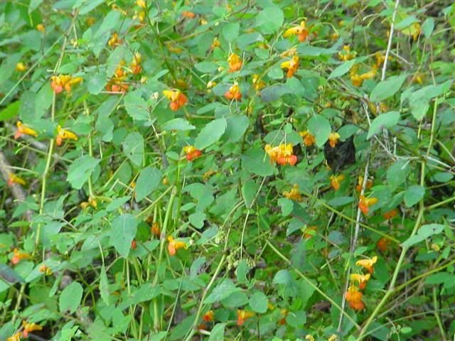 jewelweed01.jpg