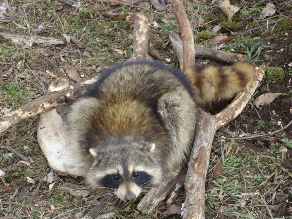 Trapping37.jpg