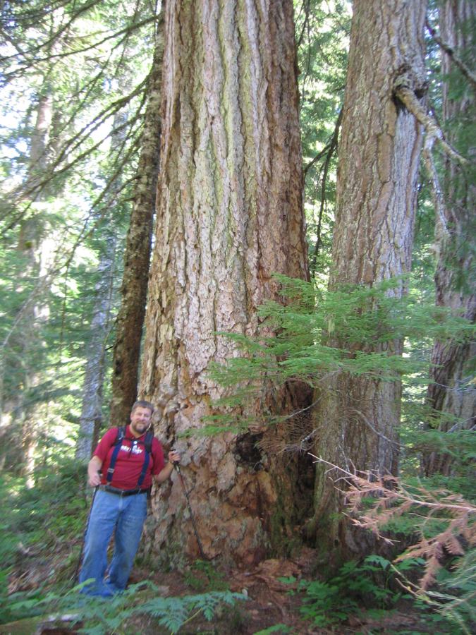 Doug-Fir.JPG