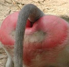 baboon_ass+crop.JPG