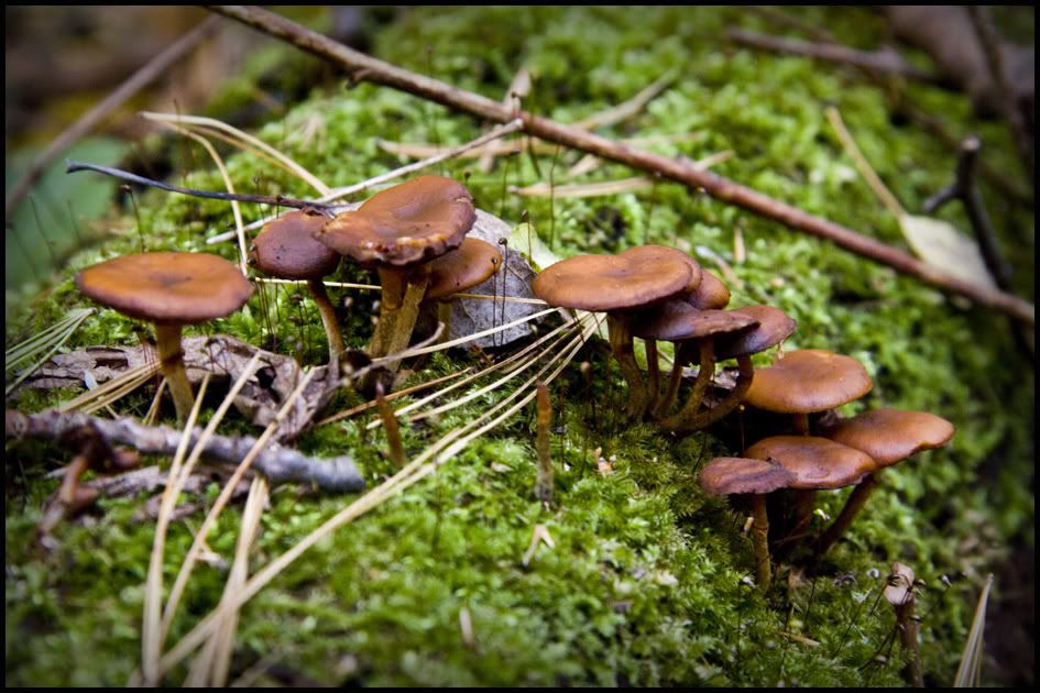 Shrooms5.jpg