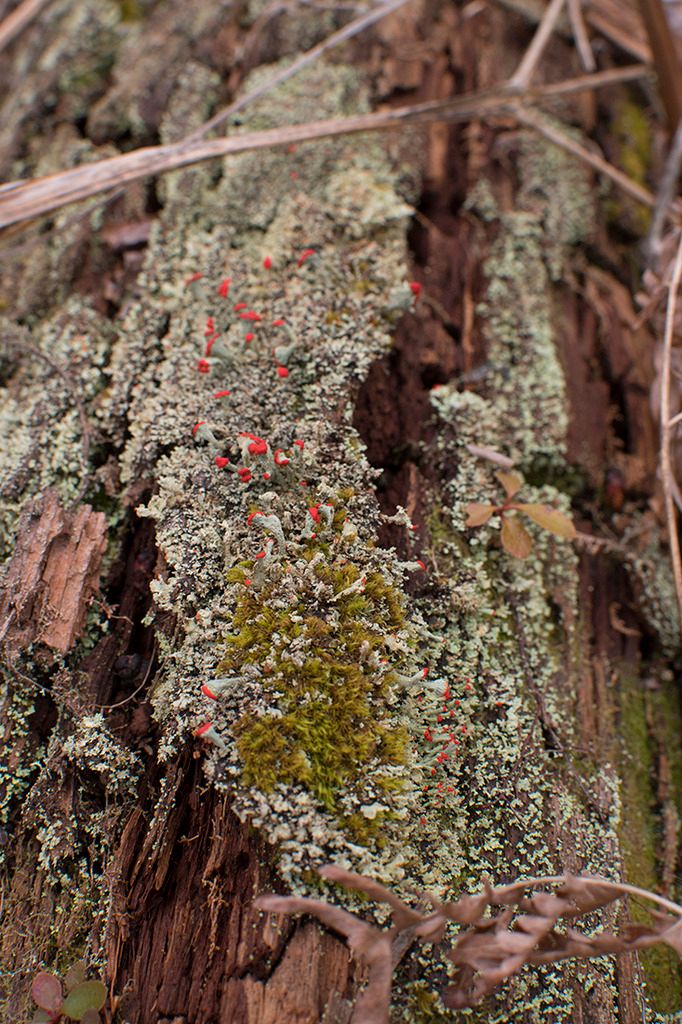 DSC_0021wa_zpsjsrs8pm6.jpg