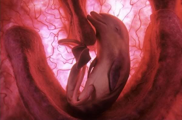 inthewomb02.jpg