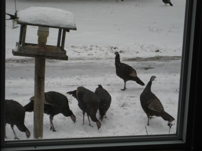 turkeys005.jpg