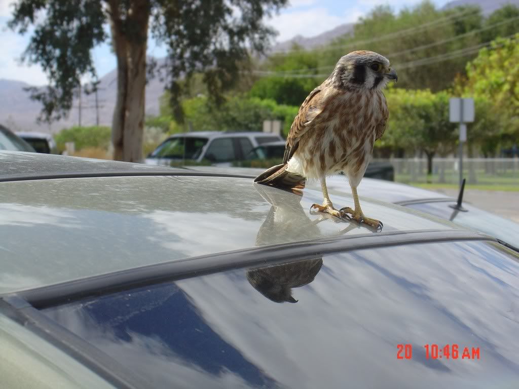 FemaleKestral4.jpg