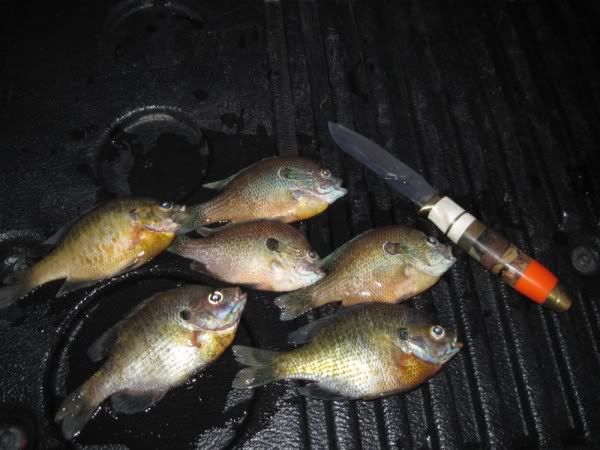 fish.jpg