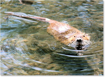river-rat.jpg