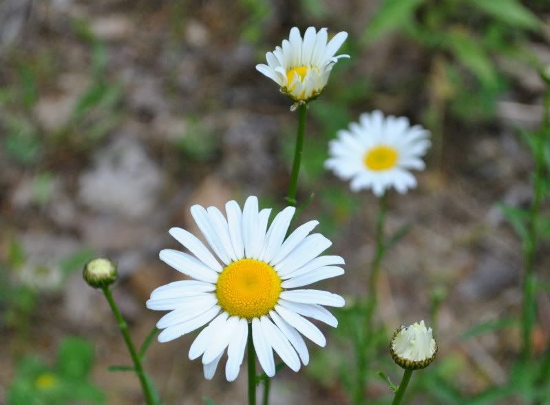 DSC_1670.jpg