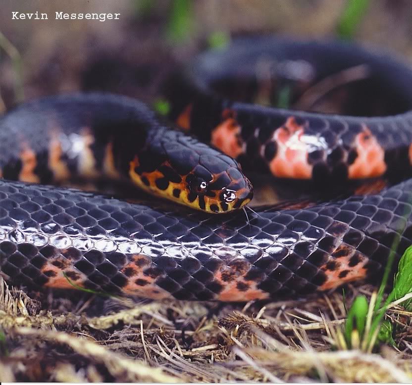 MudSnake.jpg