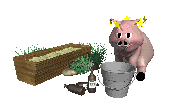 drunk20pig.gif
