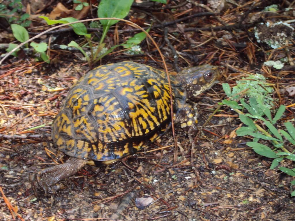 DSC00595.jpg
